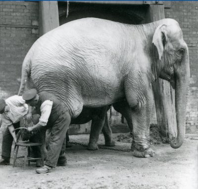 Adult female Indian Elephant, Assam Lukhi with keeper Charles Eyles, having her feet trimmed at London Zoo, September 1923 by Frederick William Bond